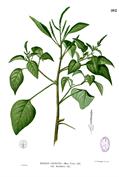 Amaranthus viridis